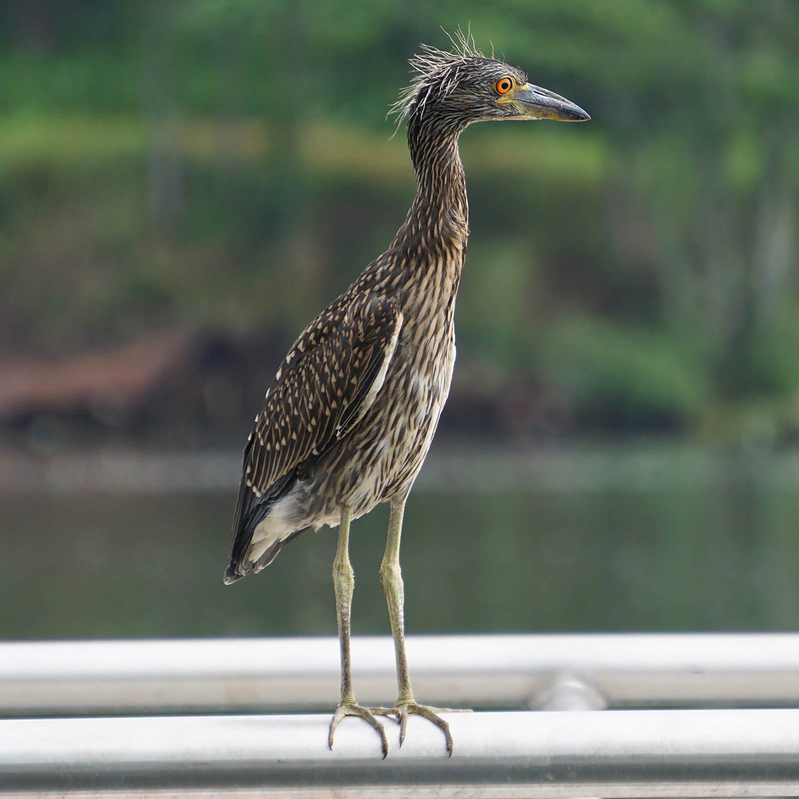 Photo of a juvenile Yellow-crowned Night-Heron
