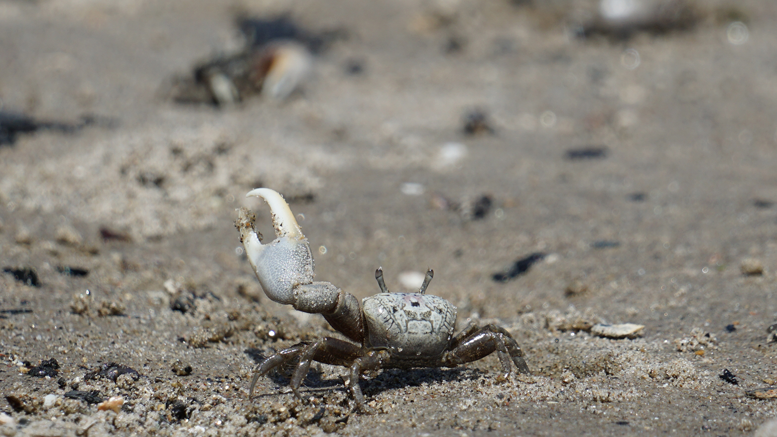 Photo of an Atlantic sand fiddler crab