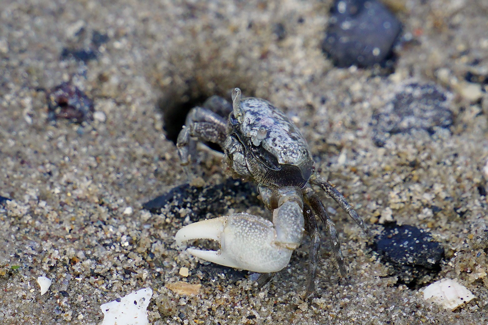 Photo of an Atlantic sand fiddler crab