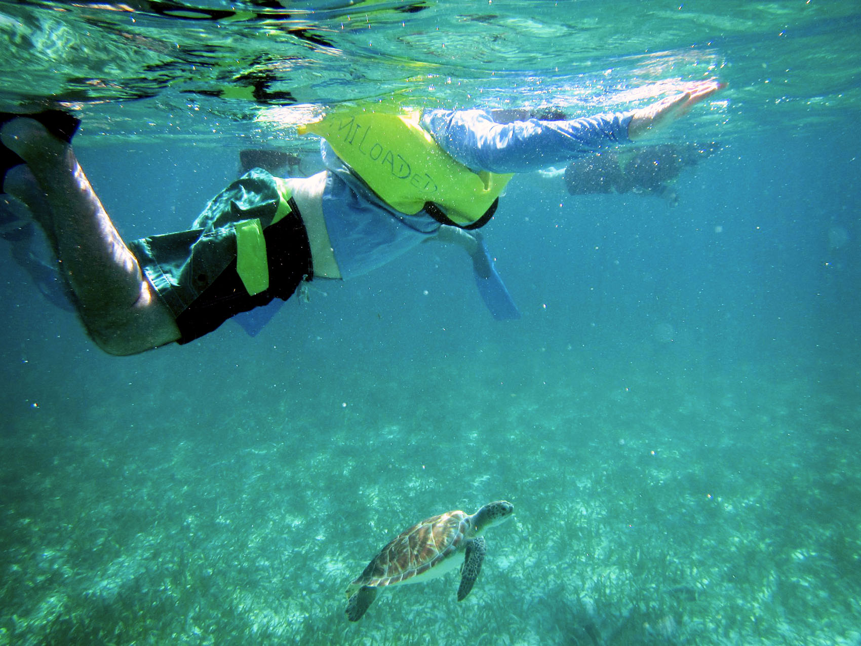 Photo of the blog author snorkeling with a green sea turtle in Belize