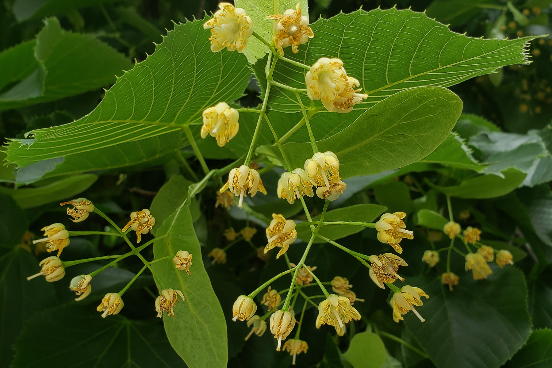 Photo of Linden Tree flowers