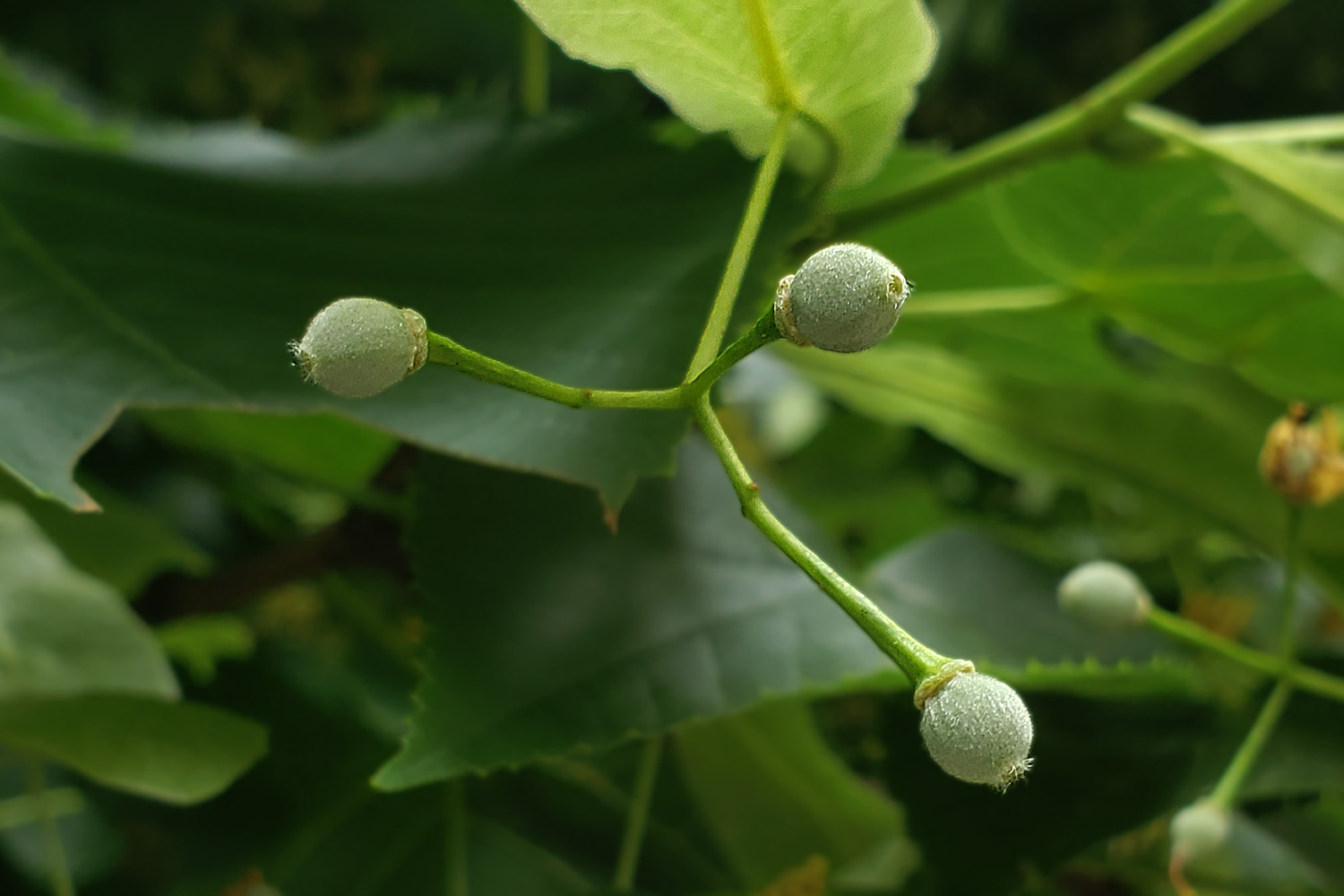 Photo of Linden Tree fruit