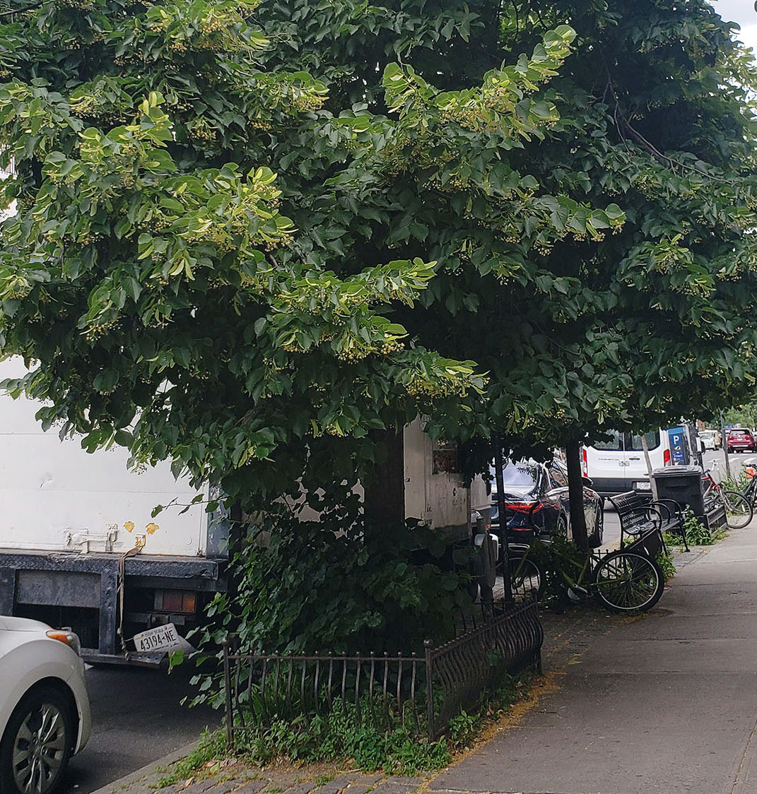 Photo of a Linden Tree